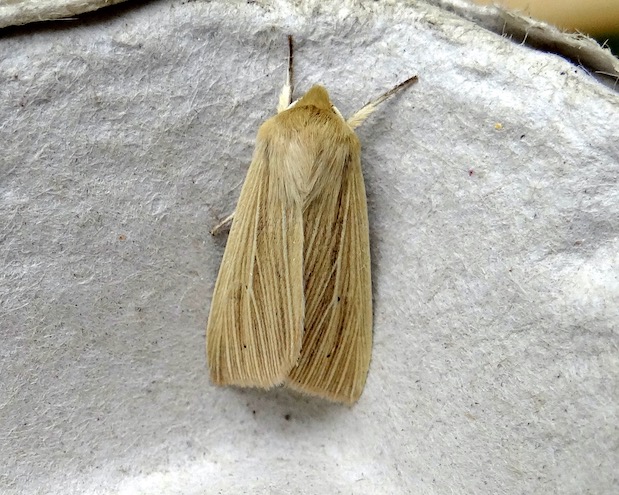 common wainscot